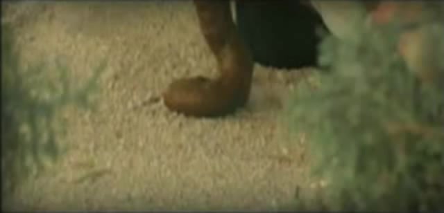 Click to play video 3 girls pooping on Ibiza beach