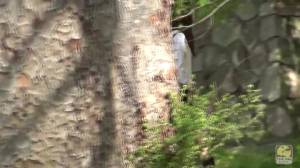 Click to play video Miss Uemura peeing and pooping