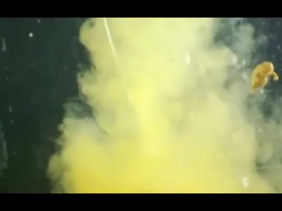 Click to play video Skank Tank