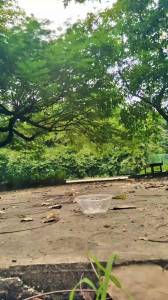 Click to play video Thai girl poo in public