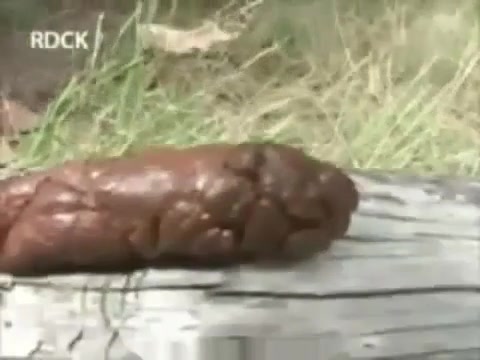 Click to play video S,. . shitting ouutdoors for us