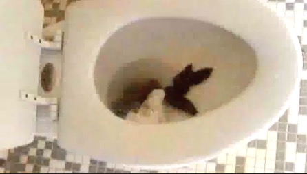 Click to play video Girls Poop Won't Flush